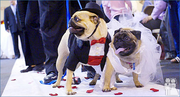 funny dog wedding photo